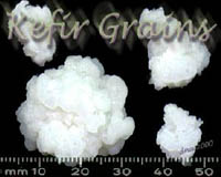 My milk-based kefir-grains